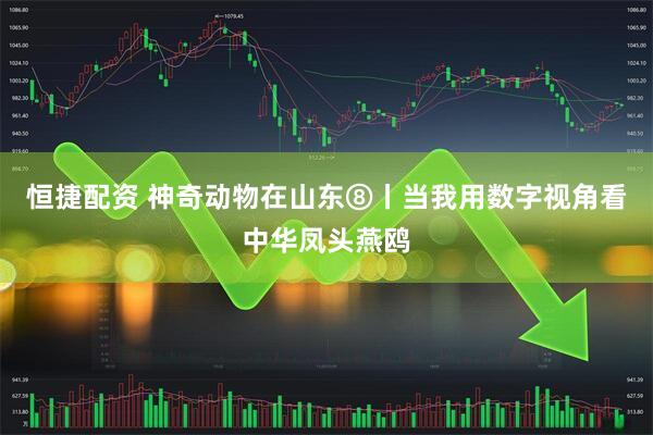 恒捷配资 神奇动物在山东⑧丨当我用数字视角看中华凤头燕鸥
