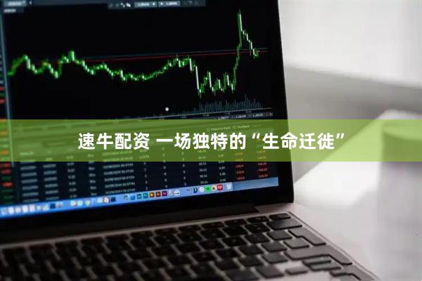 速牛配资 一场独特的“生命迁徙”